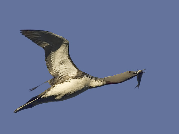 Kaakkuri, Red-throated Diver, Gavia stellata